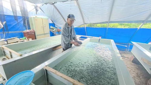 經濟視點 牡丹江冷水魚產業——從傳統養殖到全鏈條發展的振興之路