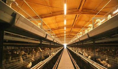 華英農業榮獲首批國家級農業高質量發展標準化示范基地稱號，畜牧漁業飼料銷售邁向新篇章