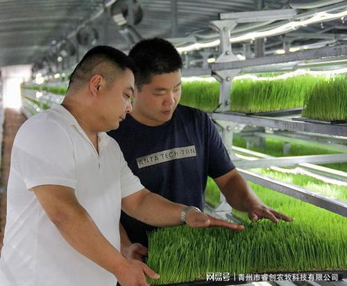 水培牧草 高效、營養(yǎng)、健康的畜牧業(yè)優(yōu)質(zhì)飼料新選擇